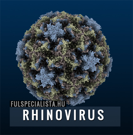 nátha rhinovirus kezelés