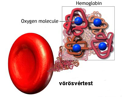 megnövekedett hemoglobin és látásvesztés
